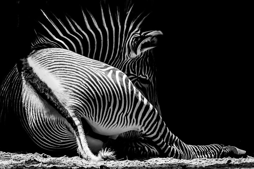 2nd Zebra - Chicago  by Ian Scotland